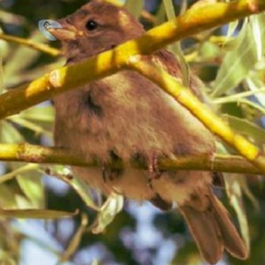 Chestnut Forest Escape