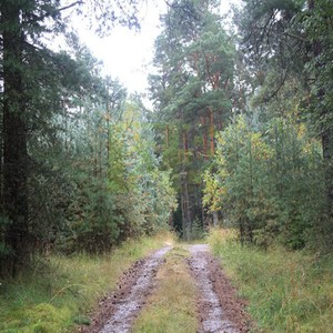 Pine Tree Forest Mystery