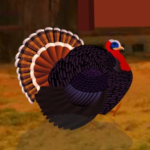 Turkey Farm House Escape