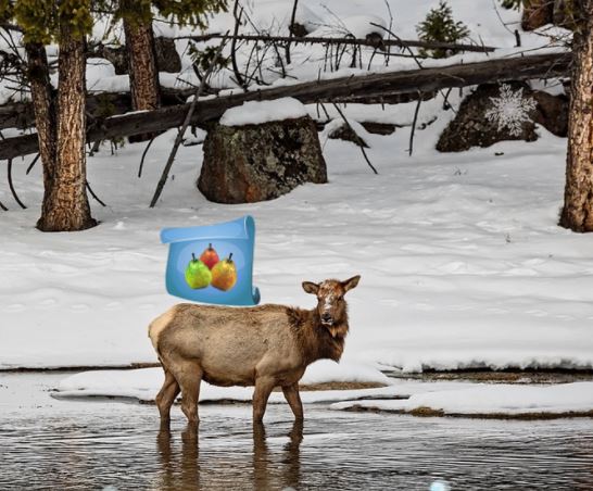 Magical Frozen Forest Adventure