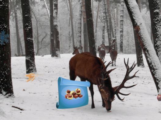 Winter Wonderland Forest Adventure